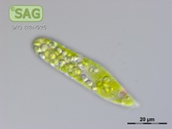 Euglena gracilis